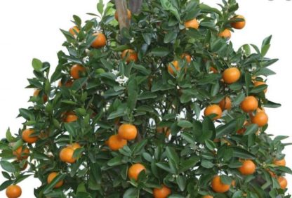 Agrumes (citronnier, oranger, mandarinier...)